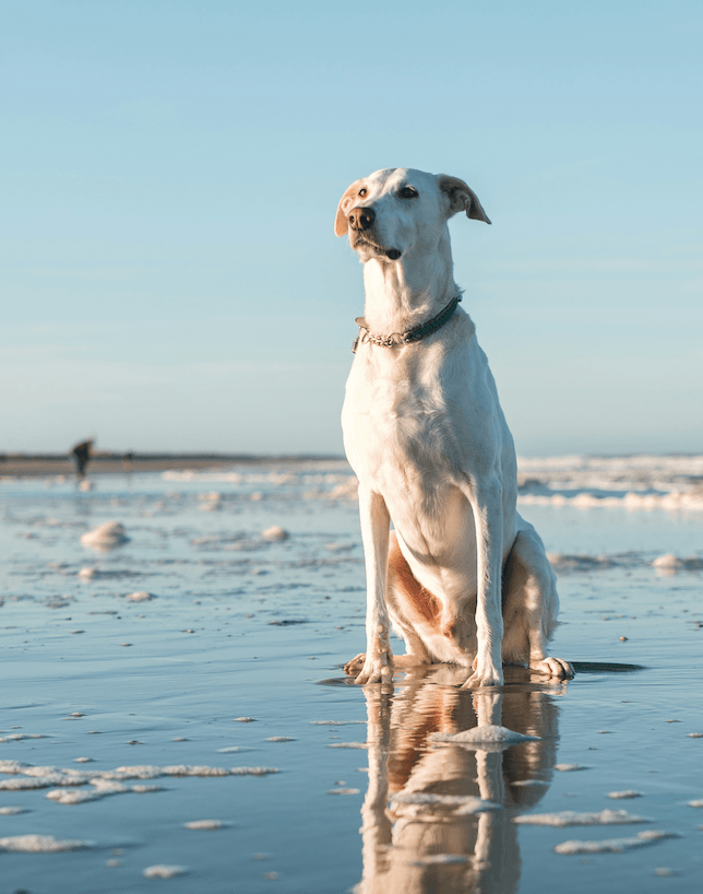 A dog standing on a quiet beach — pet loss grief therapy with Dr. Sepida Sazgar, California psychologist