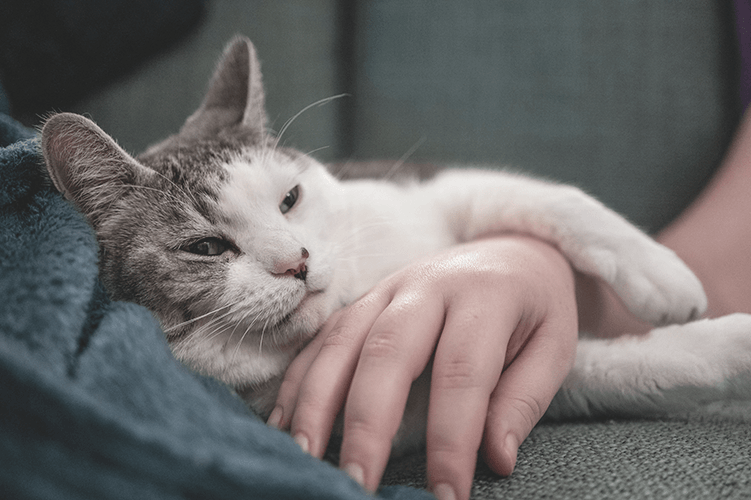 A companion cat at rest — pet loss bereavement therapy for adults in California
